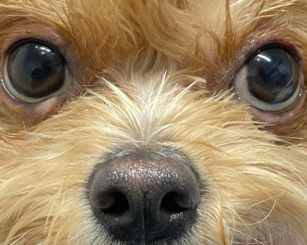 犬と猫のまぶたの病気