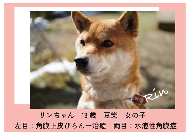 ⽬の状態を維持し、毎⽇楽しく散歩ができる 間接部⾨ 経営推進セクションより