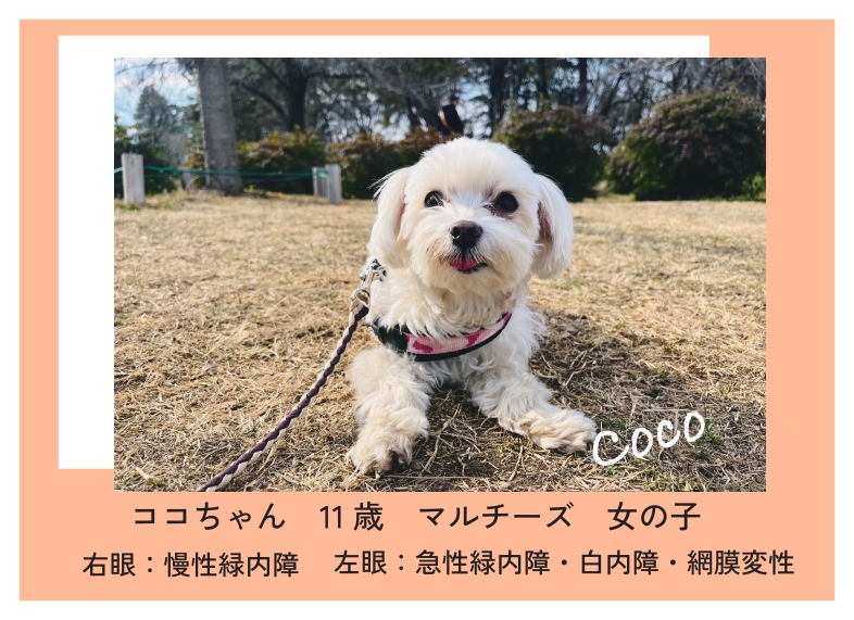 【裁断済み】犬と猫の眼科手術入門 ホームドクターが押さえておくべき手技とケア 裁断済み】犬と猫の眼科手術入門 ホームドクターが押さえておくべき